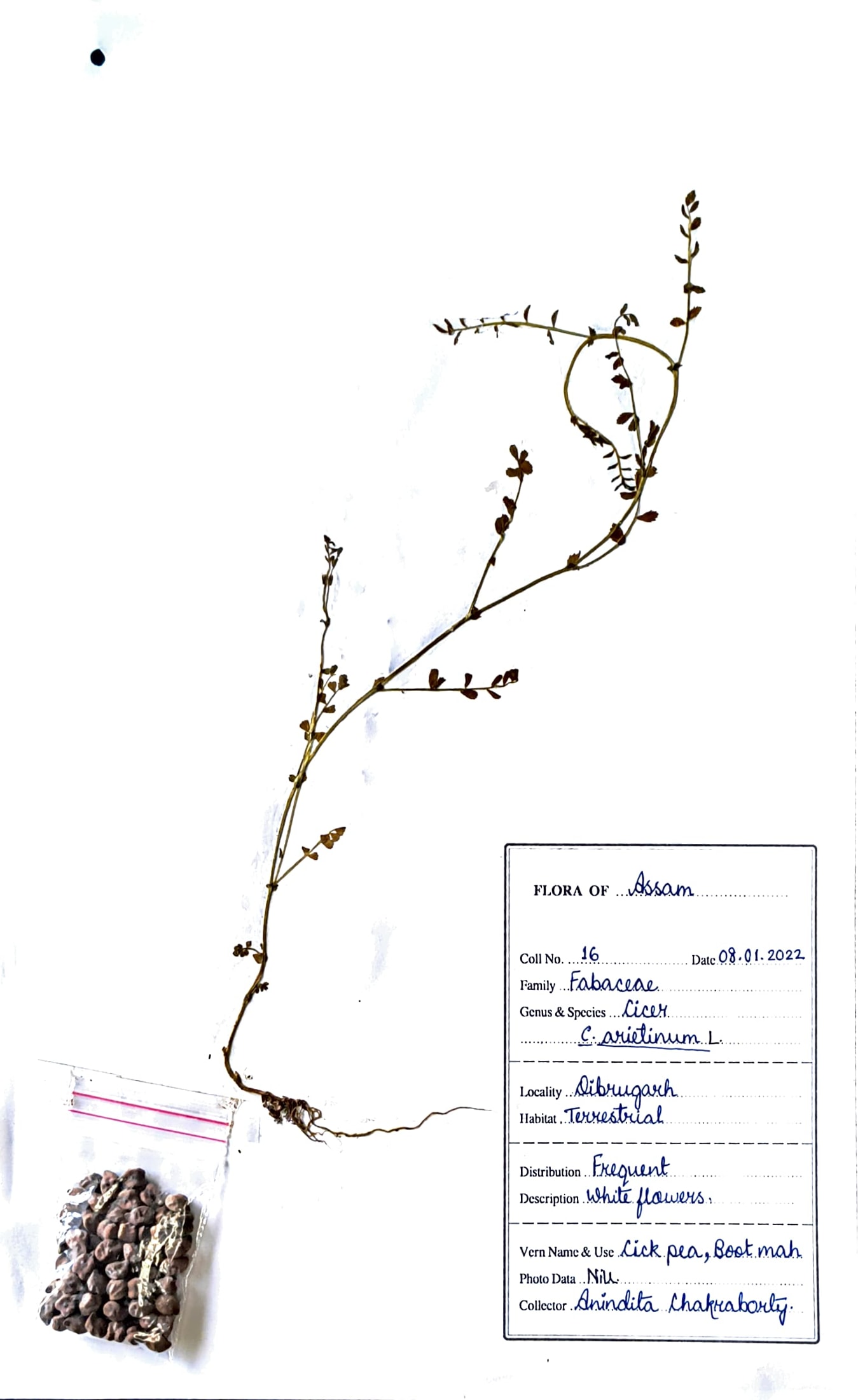 Boot mah (Ass.) (Herbarium)